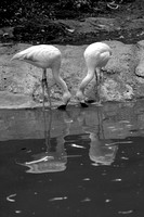 Flamingo Duet