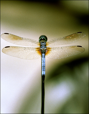 Dragonfly frequency