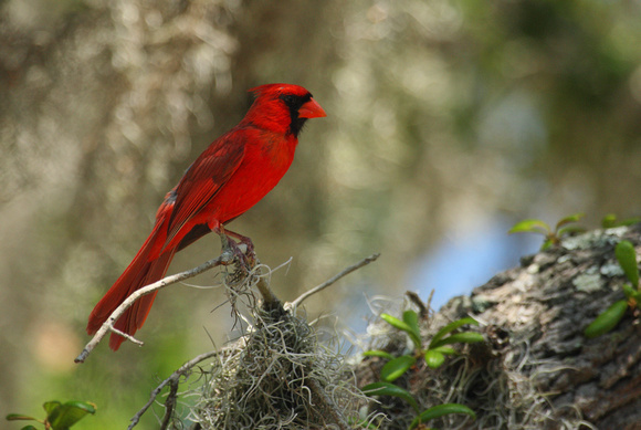 Cardinal at Jekyll island
