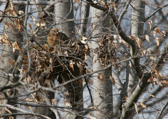 Nesting Attempt