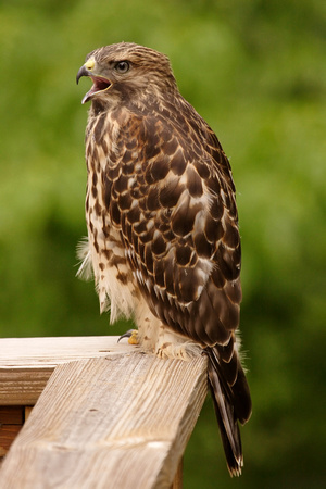 Juvenile Hawk calling